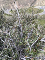 Cercocarpus ledifolius