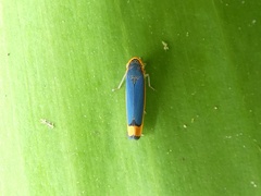 Stephanolla cazapana