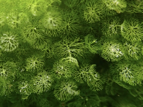 Caulerpa verticillata