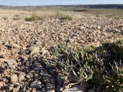 Eriogonum brevicaule canum