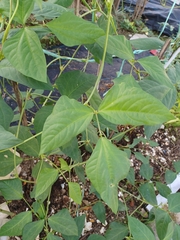 Vigna unguiculata sesquipedalis