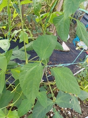 Vigna unguiculata sesquipedalis