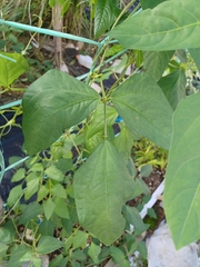 Vigna unguiculata sesquipedalis