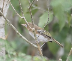 Vireo bairdi