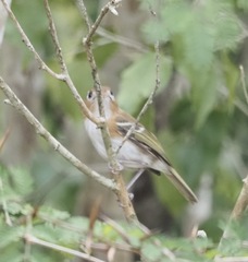 Vireo bairdi