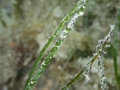 Halodule bermudensis