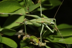 Capnobotes occidentalis