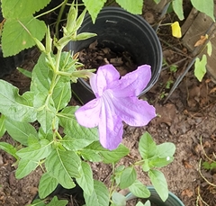 Ruellia occidentalis