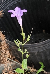 Ruellia occidentalis