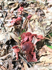 Cortinarius marylandensis