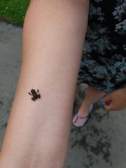 Bufo bufo