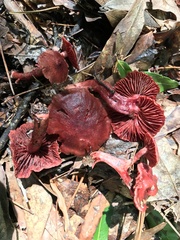 Cortinarius marylandensis