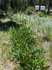 Angelica scabrida