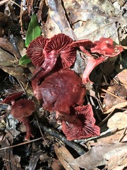 Cortinarius marylandensis