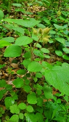 Rubus