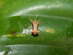 Sceloenopla apicispina