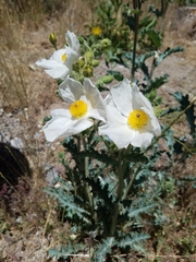 Argemone munita