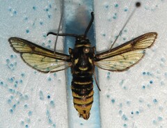 Paranthrene simulans