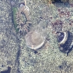 Aequorea victoria