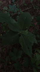 Euphorbia heterophylla