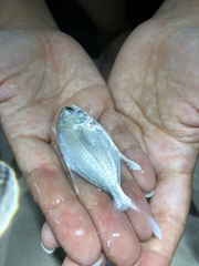 Trachinotus carolinus