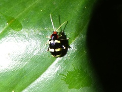 Phenrica pallidicornis