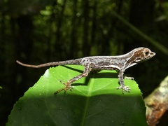 Anolis capito