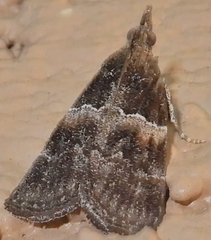 Satole ligniperdalis