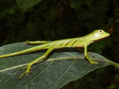 Ibanez' Giant Canopy Anole photo 4