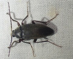 Capnochroa fuliginosa