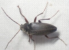 Capnochroa fuliginosa