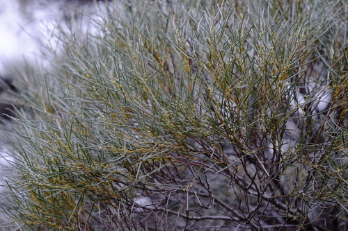 Image of Acacia papyrocarpa by (c) Peter Crowcroft, some rights reserved (CC BY)