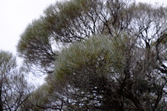 Acacia papyrocarpa