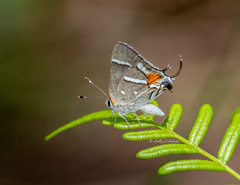 Strymon acis bartrami