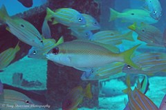 Scolopsis margaritifera