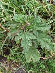 Fuertesimalva limensis