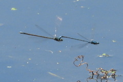 Enallagma geminatum