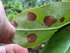 Phomopsis ericaceana