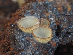 Perilachnea hemisphaerioides