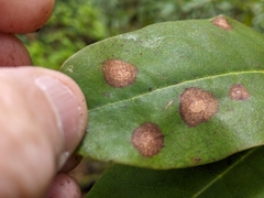 Phomopsis ericaceana