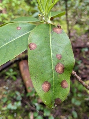 Phomopsis ericaceana