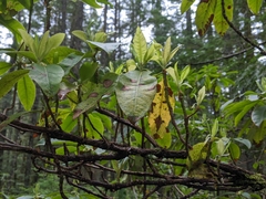 Phomopsis ericaceana