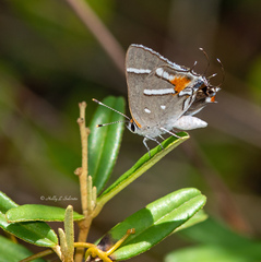 Strymon acis bartrami