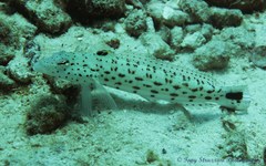 Parapercis hexophtalma