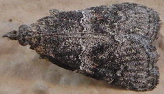 Satole ligniperdalis