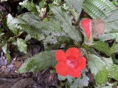 Nautilocalyx erytranthus