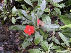 Nautilocalyx erytranthus