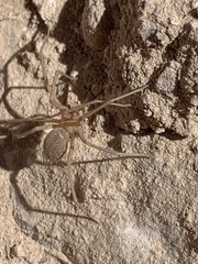 Loxosceles deserta
