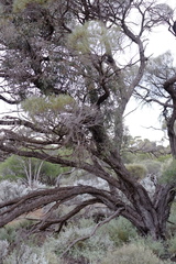Acacia papyrocarpa