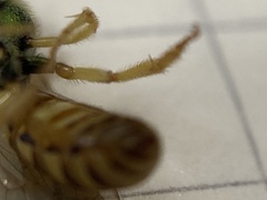 Agapostemon melliventris